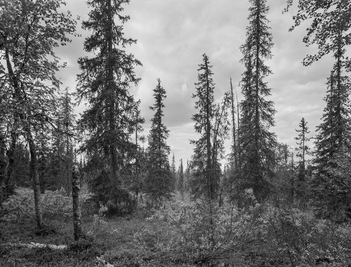 Metsä 75, Kutturantie, Inari, Finland, 2013